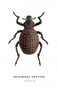 bracherus ornatus